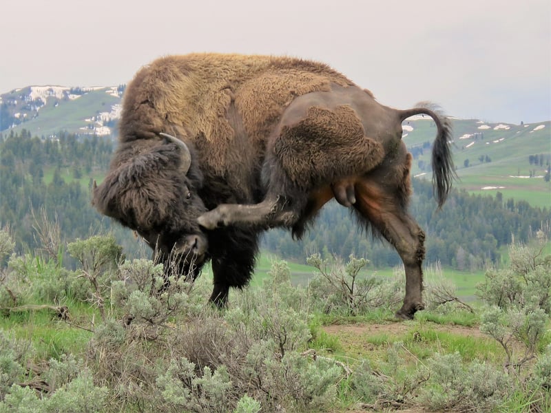 Buffalo Bison